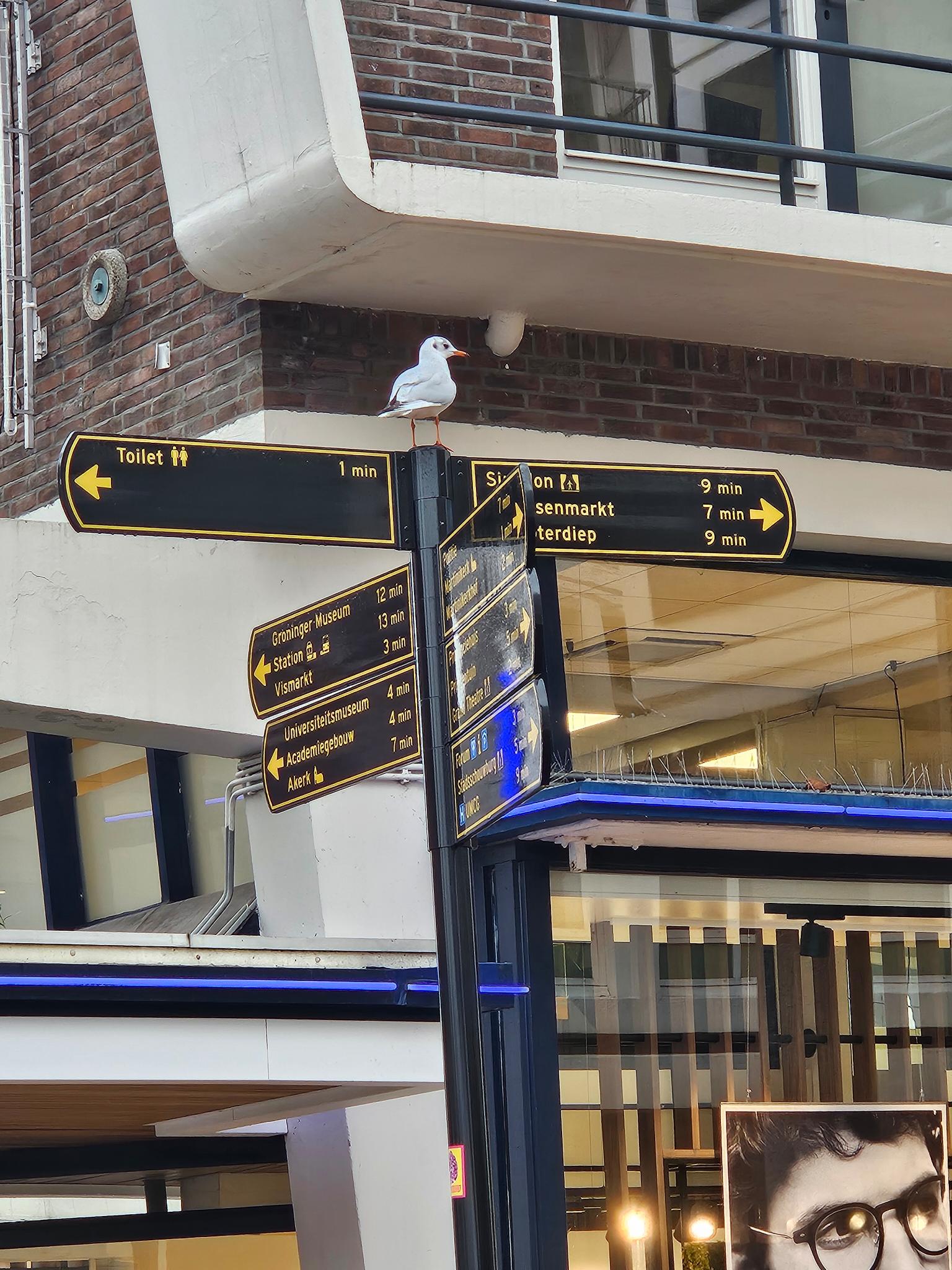 Seagull monitoring the Grote Markt